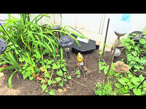 Rats Burrow Their Way Into the Backyard