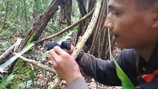 Download lagu Menjerat Burung Ciung Batu di hutan mp3 Download lagu Menjerat Burung Ciung Batu di hutan mp3