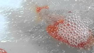 Goldfish CPR: Save any goldfish from Death due to difficulty breathing