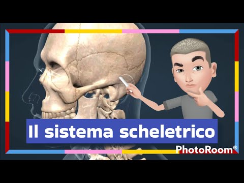 Il sistema scheletrico