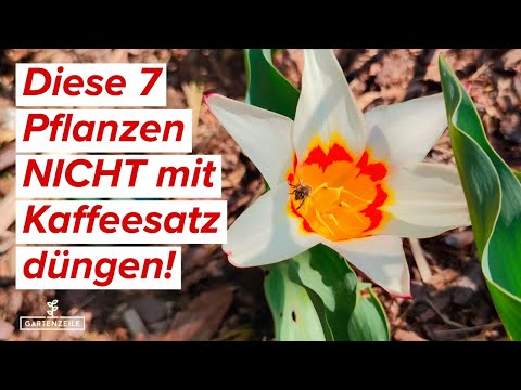 Diese 7 Pflanzen solltest du auf KEINEN FALL mit Kaffeesatz düngen!