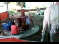 Indian Way Of Extracting Sugarcane Juice Mp4
