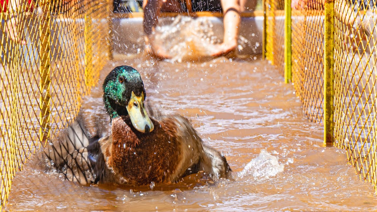 Deming Duck Races - Great American Duck Race
