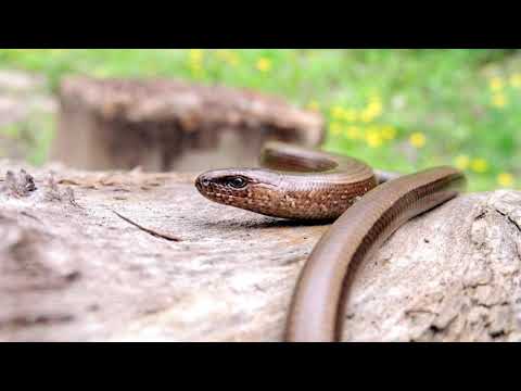 INSULA SERPILOR Secrete ale Locului INTERZIS din Marea Neagra [ ADEVARURI ASCUNSE ]