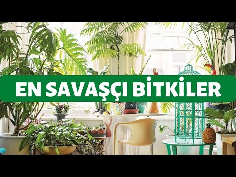 , title : 'Bakımı Kolay Çiçekler! | Neredeyse Bakımı Olmayan En Savaşçı 4 Bitki!'