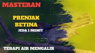 Download lagu SUARA MASTERAN PRENJAK BETINA JERNIH || DENGAN TERAPI AIR mp3 Download lagu SUARA MASTERAN PRENJAK BETINA JERNIH || DENGAN TERAPI AIR mp3