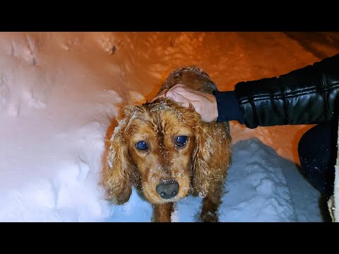 YouTube video about: How long can a lost dog survive in the cold?
