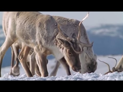Caribou Search for Food During a Cold Winter | The Greatest Wildlife Show on Earth | BBC Earth
