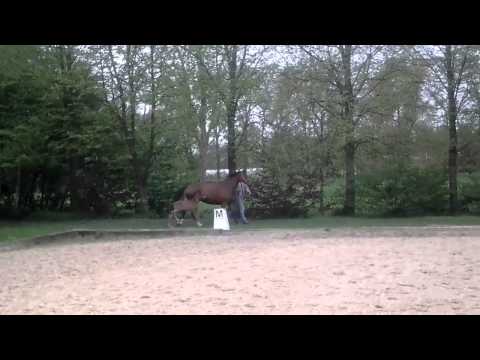 Escolar - Hofrat - De Niro