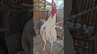 Download lagu Cock crowing sound || Ayam jantan berkokok #ayam #rooster #chicken mp3 Download lagu Cock crowing sound || Ayam jantan berkokok #ayam #rooster #chicken mp3
