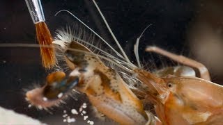 Pistol Shrimp&#39;s Cavitation Bubble | Richard Hammond&#39;s Invisible Worlds | Earth Lab