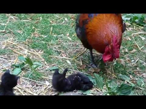 comment traiter puces chaton