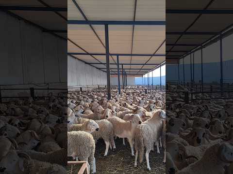 أكثر من 1000حولي صردي للبيع بالجملة نواحي سطات التواصل مع رشيد 0661378819