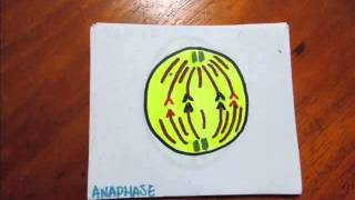 Mitosis flip book