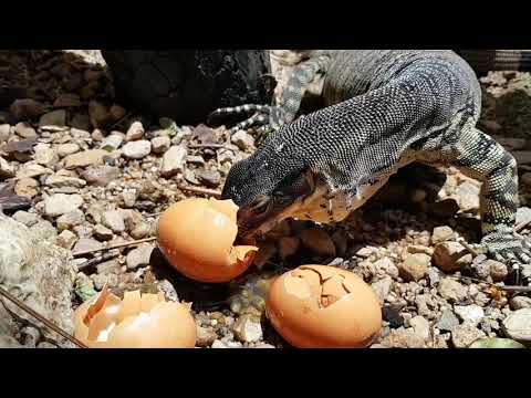 MONITOR LIZARD VS EGGS!  Lace Monitor , Varanus varius , Goanna , Corey Wild