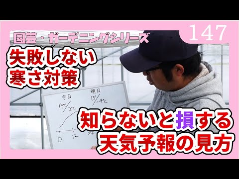 ゼラニウムの越冬時期と方法は？植物を寒さや霜から守るための手順  庭園