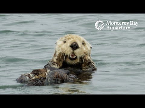 海獺不給貝殼 | 2025 年海獺宣傳週 (Sea Otters Don't Give a Shell | Sea Otter Awareness Week 2025)