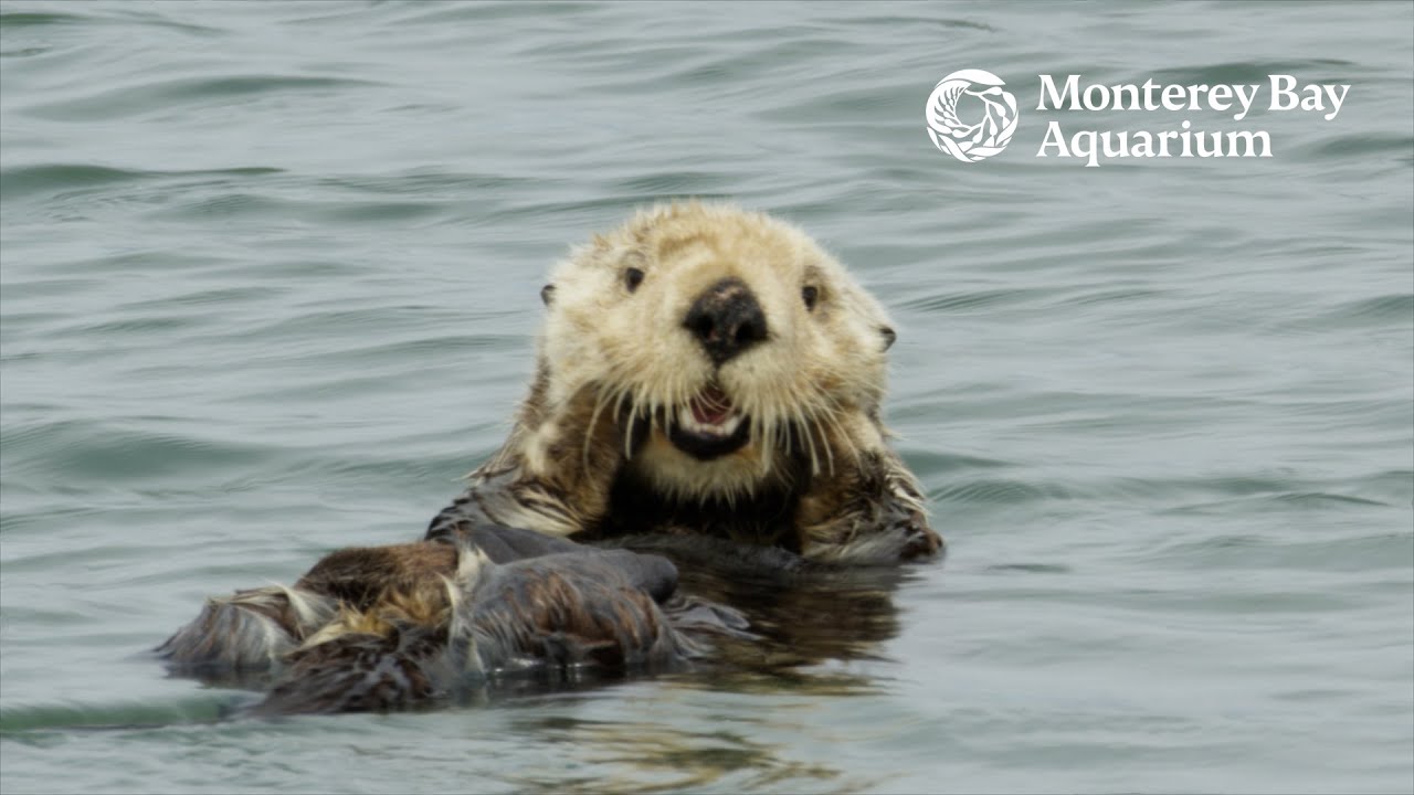 Sea Otter Awareness Week Highlights Vital Role in Marine Ecosystems