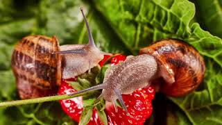 Exclusive Escargot Products - Snail Farming 🐌🫙🧑‍🍳