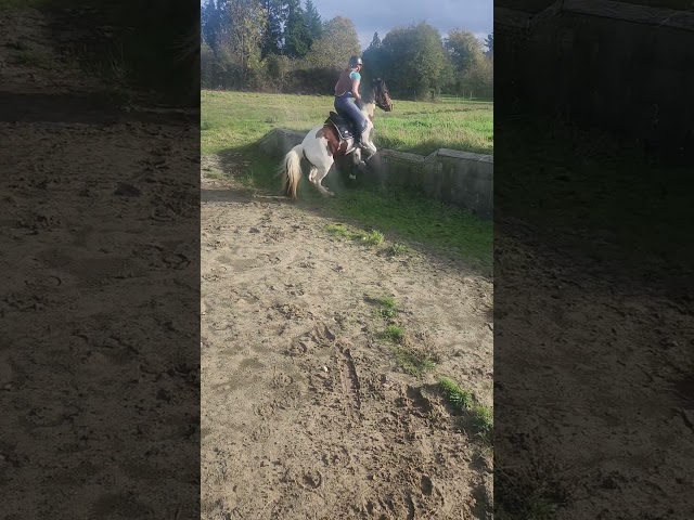 Cavalla Pottok In vendita 2020 Pezzato