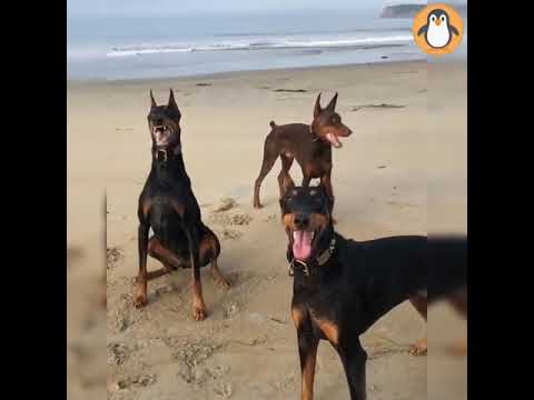 4 Doberman Lovers 🔥 Funny and Cute Doberman Dogs Videos Compilation mp4