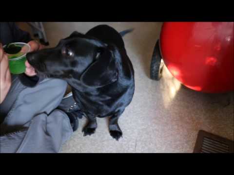 download lagu mp3 mp4 Dogs Eat Jello, download lagu Dogs Eat Jello gratis, unduh video klip Dogs Eat Jello