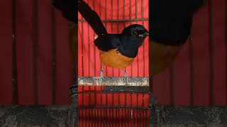 Download lagu KRETEK MURAI BATU AMPUH UNTUK MENINGKATKAN EMOSI BURUNG MURAI mp3 Download lagu KRETEK MURAI BATU AMPUH UNTUK MENINGKATKAN EMOSI BURUNG MURAI mp3