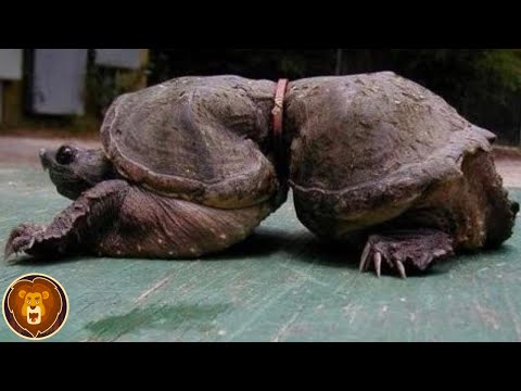 15 terrible things that plastic pollution causes in the ocean