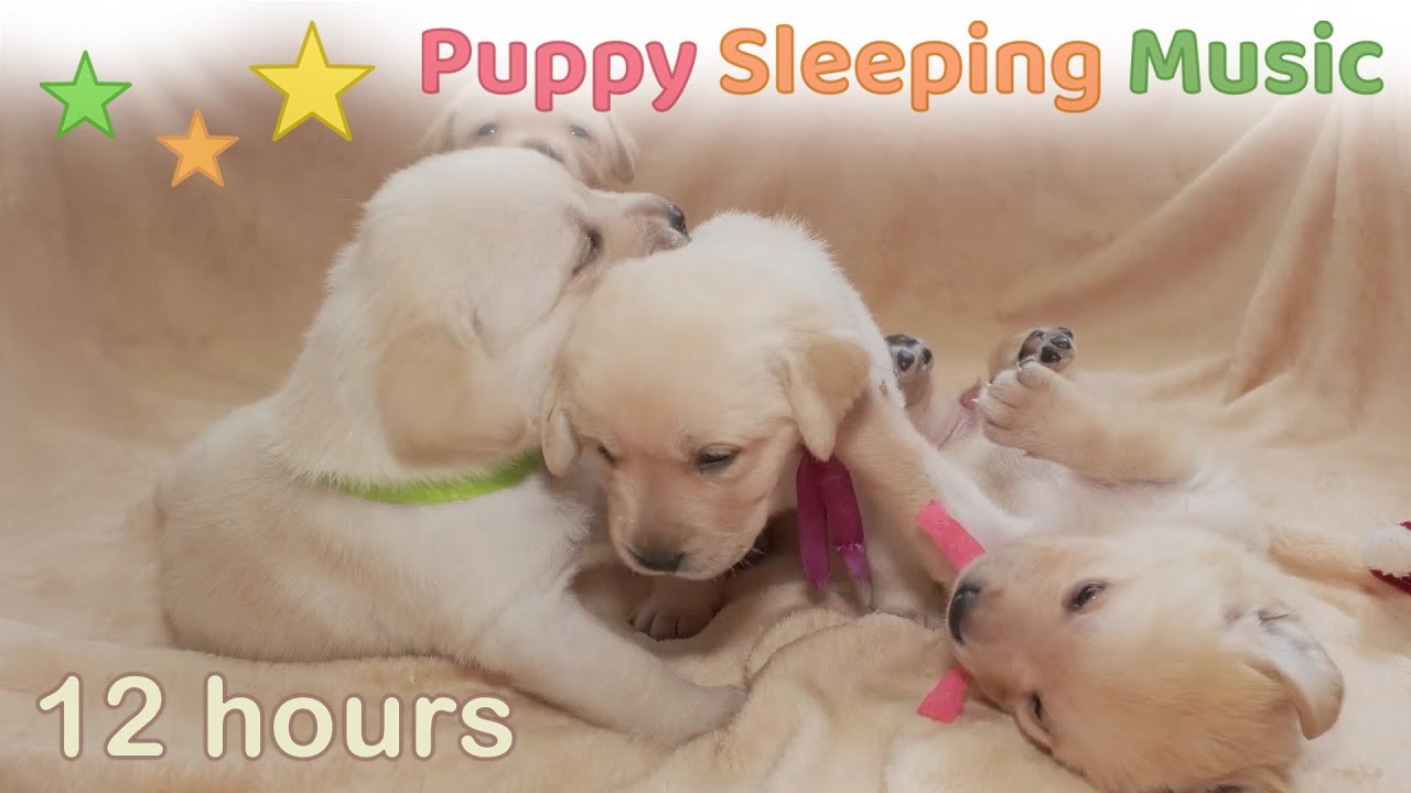 ☆ 12 HOURS ☆ Puppy Sleeping Music ♫ Dog Calming Music ♫ SLEEP MUSIC for Dogs ♫ Dog Sleep Music ♫