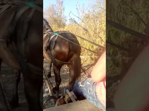 Calu  lu fernando din hoghilag