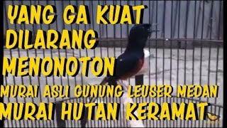 Download lagu TAK DI SANGKA murai KITARO dulunya seperti ini sebelum menjadi juara presiden cup mp3