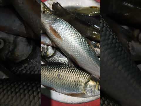 #music #phonk #halloween #beats #typebeat #trending #fishing