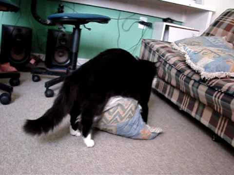 UM GATO E SUA ALMOFADA