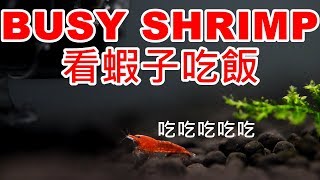 蝦子到新缸24小時 BUSY SHRIMP in NEW TANK 24 HOURS