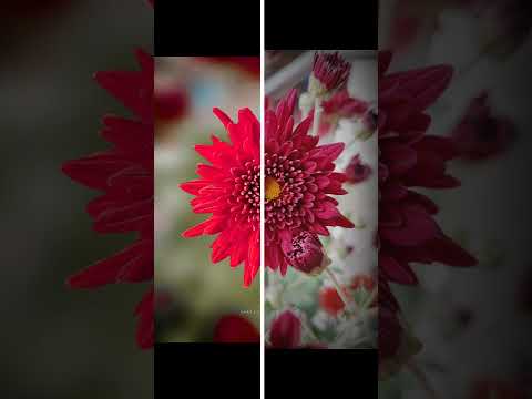 5 February 2022 nature photography editing PicsArt video editing
