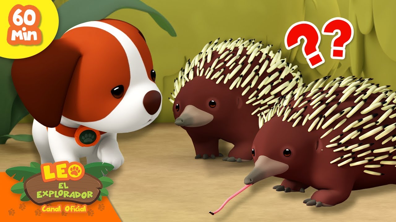 ¿ESTE ANIMAL COME HORMIGAS? 🦔 | Animales Espinosos! | Leo, El Explorador | Animación