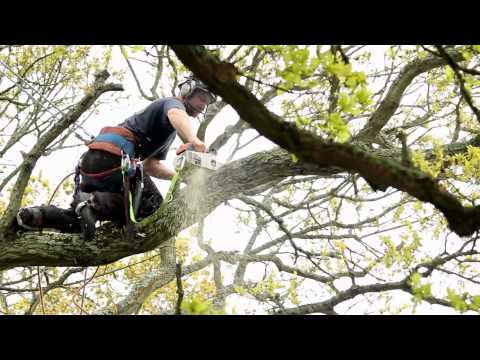 Geoff dismantling a diseased Oak tree near a road. album cover