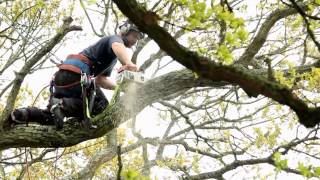 Album cover: Geoff dismantling a diseased Oak tree near a road.
