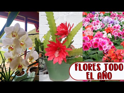 , title : '10 plantas de interior que florecen todo el año │Candy Bu'