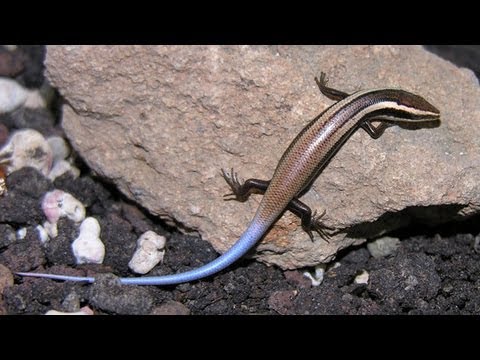 New Lizard Species Discovered in Caribbean