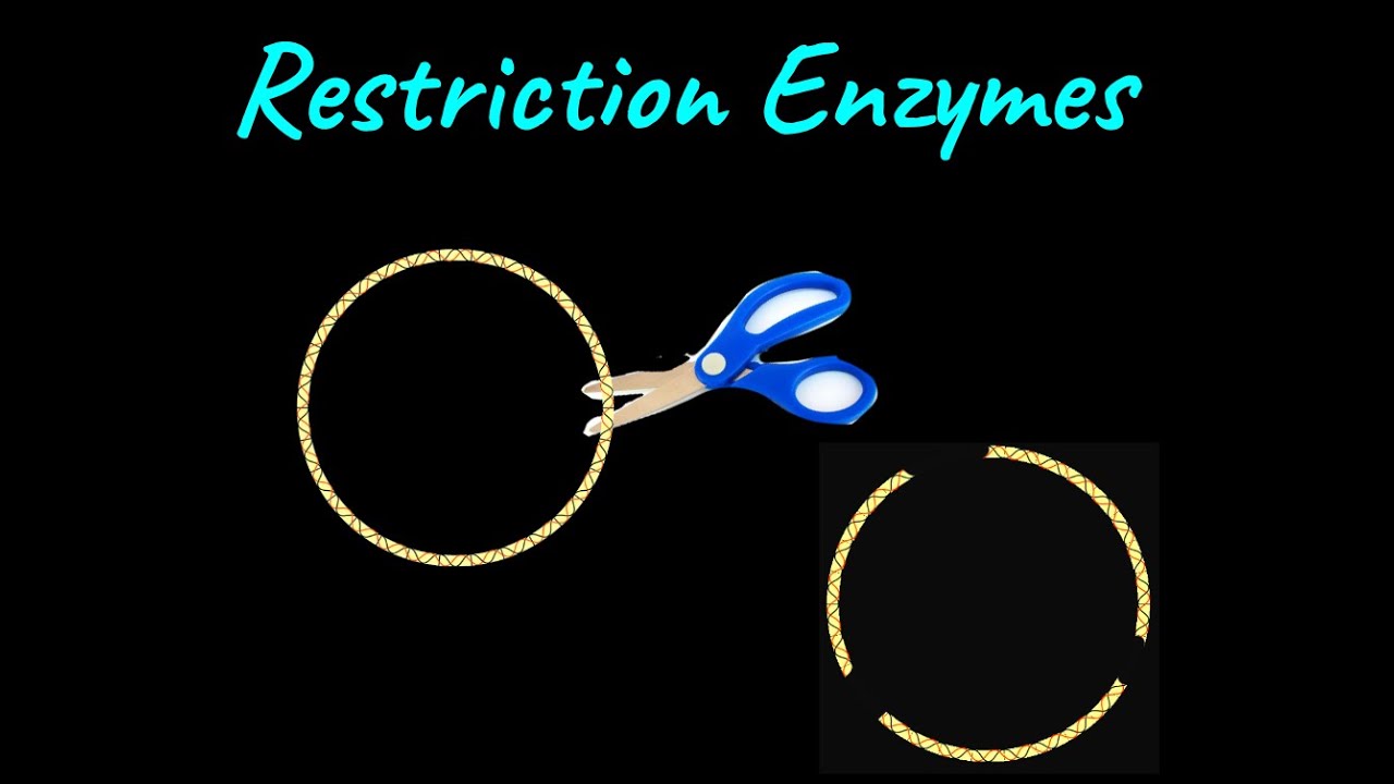 Restriction Enzymes | Biotechnology Principles and Processes | Class XII | Biology | Khan Academy
