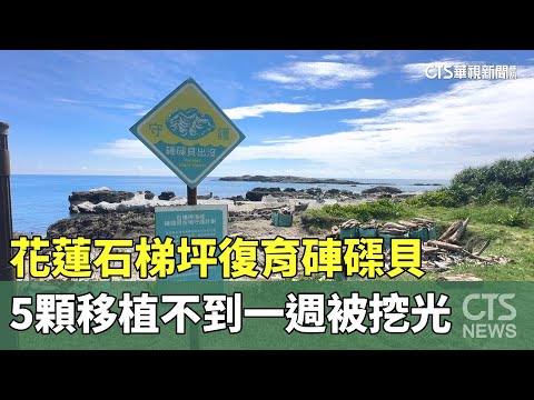 花蓮石梯坪復育硨磲貝　5顆移植不到一週被挖光