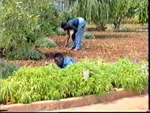 Gringo - Classic Zimbabwean Comedy 3