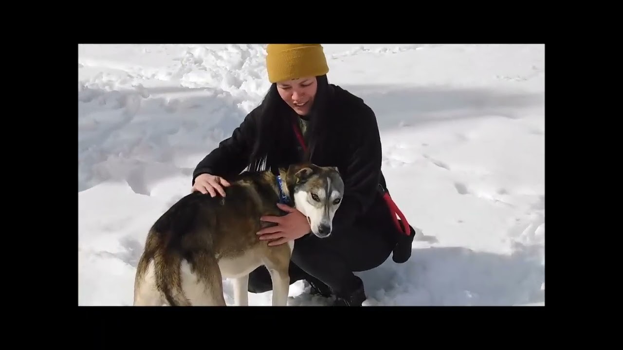 Enlarge RANGER, a ADOPTABLE mixed breed in Ironwood, MI video 2/2