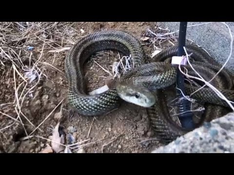 25 éves vagyok, és rossz az erekcióm