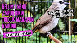 Download lagu Trucukan Gacor ROPEL PANJANG Saat Subuh COCOK untuk Pancingan Trucuk BAHAN dan MASTERAN TRUCUK Paud mp3