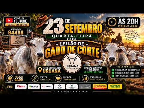 Leilão de Gado -  Uruana Leilões - Leilão de Gado de Corte em Goiás @canal.boiadeiro #live #gado