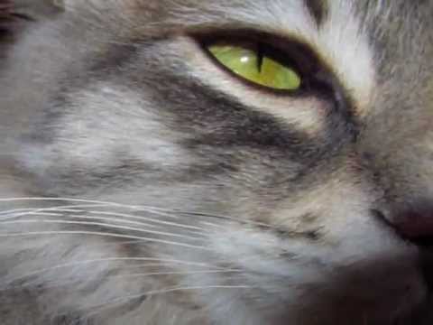 pourquoi la nuit tous les chats sont gris