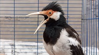 Download lagu Pancingan Jalak Suren Gacor Mompa Full Variasi - Masteran Suara Burung Jalak Gacor Full Isian Mewah mp3 Download lagu Pancingan Jalak Suren Gacor Mompa Full Variasi - Masteran Suara Burung Jalak Gacor Full Isian Mewah mp3