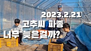 23.2.21 고추씨 파종. 너무 늦었을까?